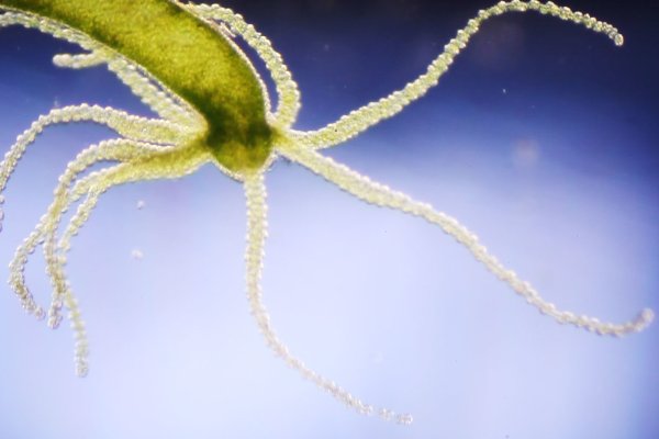 Как зайти на кракен с айфона