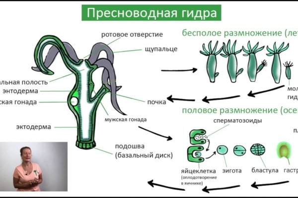 Где взять ссылку на кракен