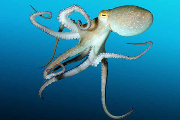 Кракен зеркало впн