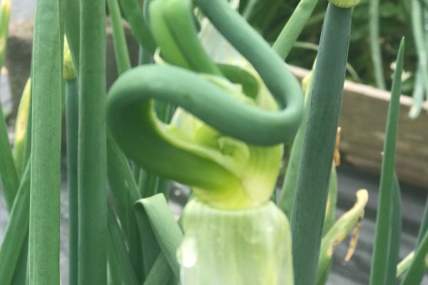 Кракен упал